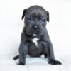 Melanie – 2-Week-Old Cane Corso Puppy with a Promising Start - Image 3