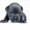Melanie – 2-Week-Old Cane Corso Puppy with a Promising Start - Image 4