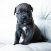 Melanie – 2-Week-Old Cane Corso Puppy with a Promising Start - Image 5