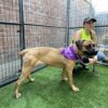 Meet Nala 2 – A Stunning Young Cane Corso Mastiff - Image 2