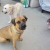Meet Nala 2 – A Stunning Young Cane Corso Mastiff - Image 3