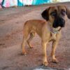 Meet Nala 2 – A Stunning Young Cane Corso Mastiff - Image 5